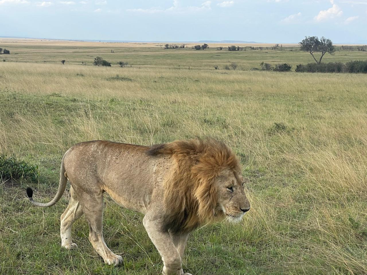 Maasai Mara