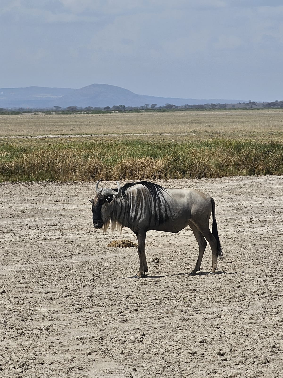 Amboseli